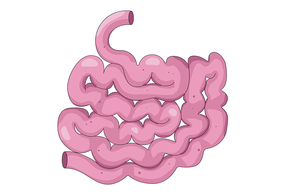 Restitución intestinal